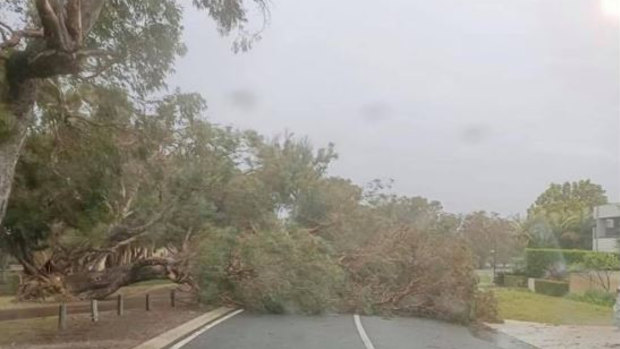 Trees have fallen on to roads and powerlines across the state. 