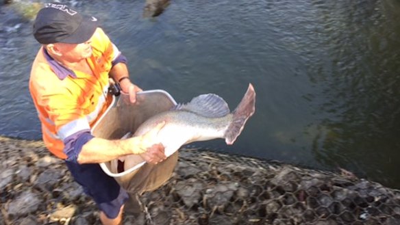 Giant Murray cod being caught for relocation by DPI fisheries staff at Menindee on the lower Darling River on Thursday.