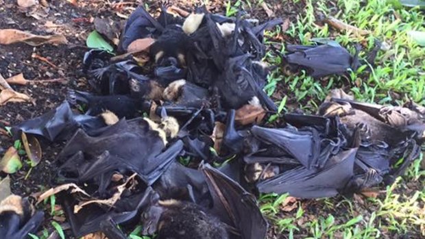 Hundreds of bats have dropped dead in the heat already this week.