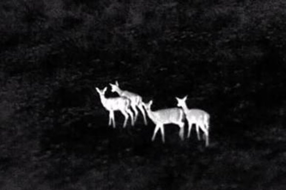 Thermal imaging shows feral deer in South Australia.