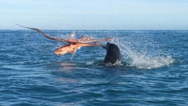 A New Zealand fur seal and an octopus do battle in South Bay, Kaikoura, in June last year.