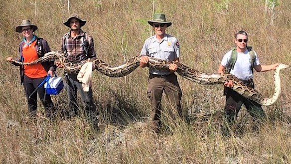 Large Burmese python captured and killed in Florida Everglades
