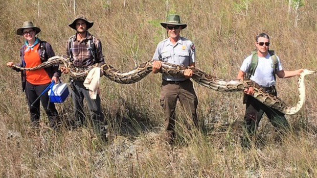 Wildlife officials say this snake is the largest Burmese python ever to be removed from Big Cypress National Preserve in the Florida Everglades. 