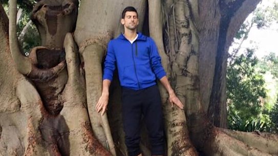 Serbian tennis star Novak Djokovic at a Moreton Bay fig tree at the Royal Botanic Gardens in 2016.