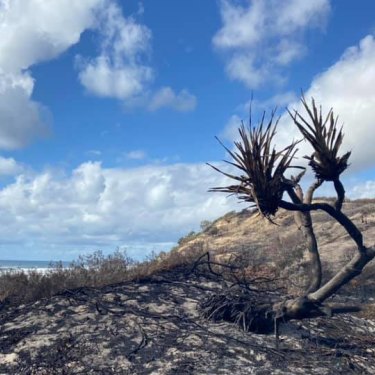 The Fraser Island fire scorched hectares of vegetation in late 2020.