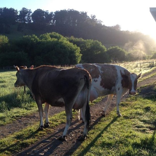 Cows on Evans' farm. 