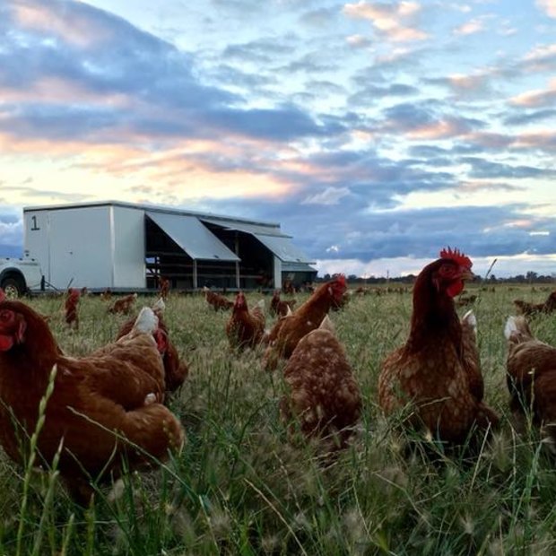 Runnymede: is this hen heaven? 