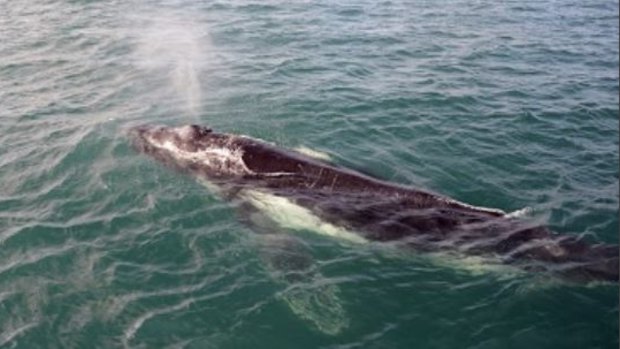 One of the ideas to draw additional tourists to North Stradbroke Island is a whale watching platform at Point Lookout.