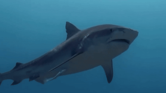 Tiger sharks are moving further south due to climate change.