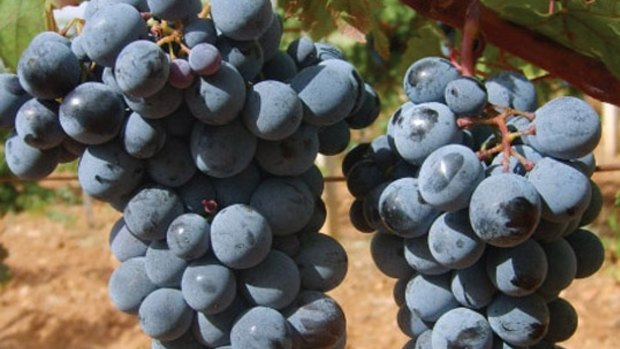 The ACCC is concerned about market practices in Australia's warm climate wine grape growing regions.