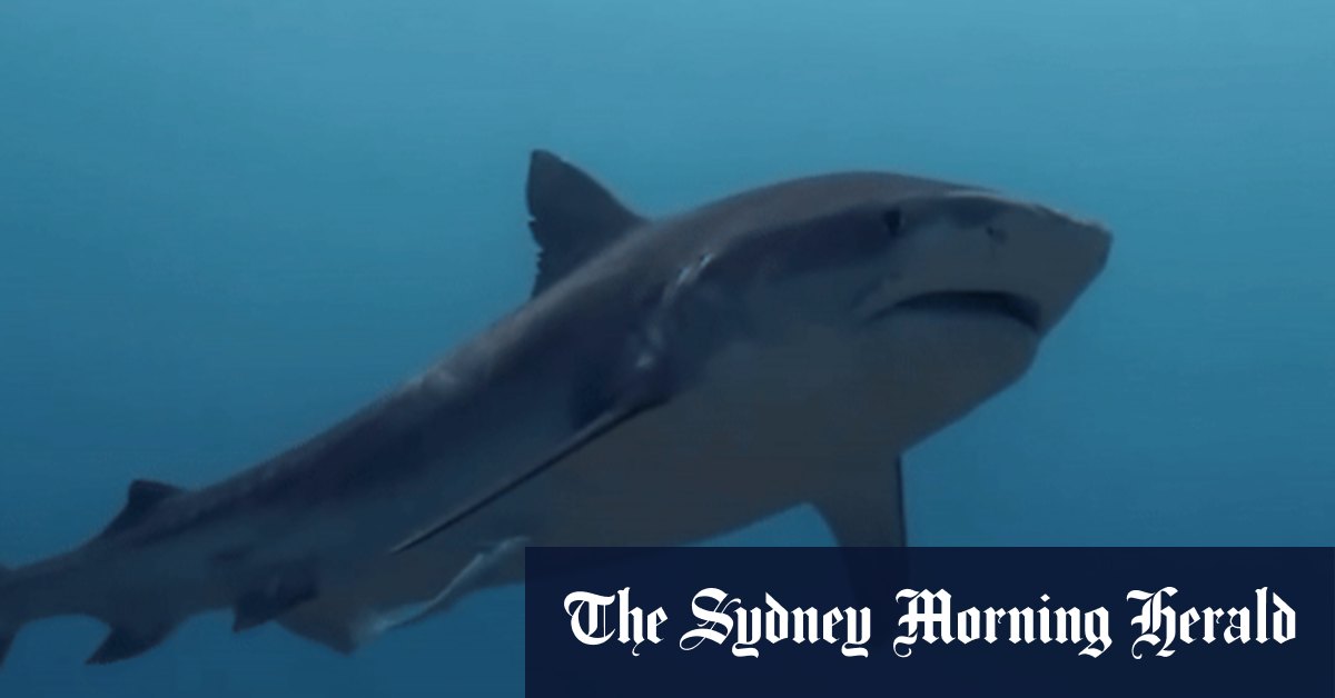 The deadly sharks that could become more common in Sydney waters - Vimarsana News