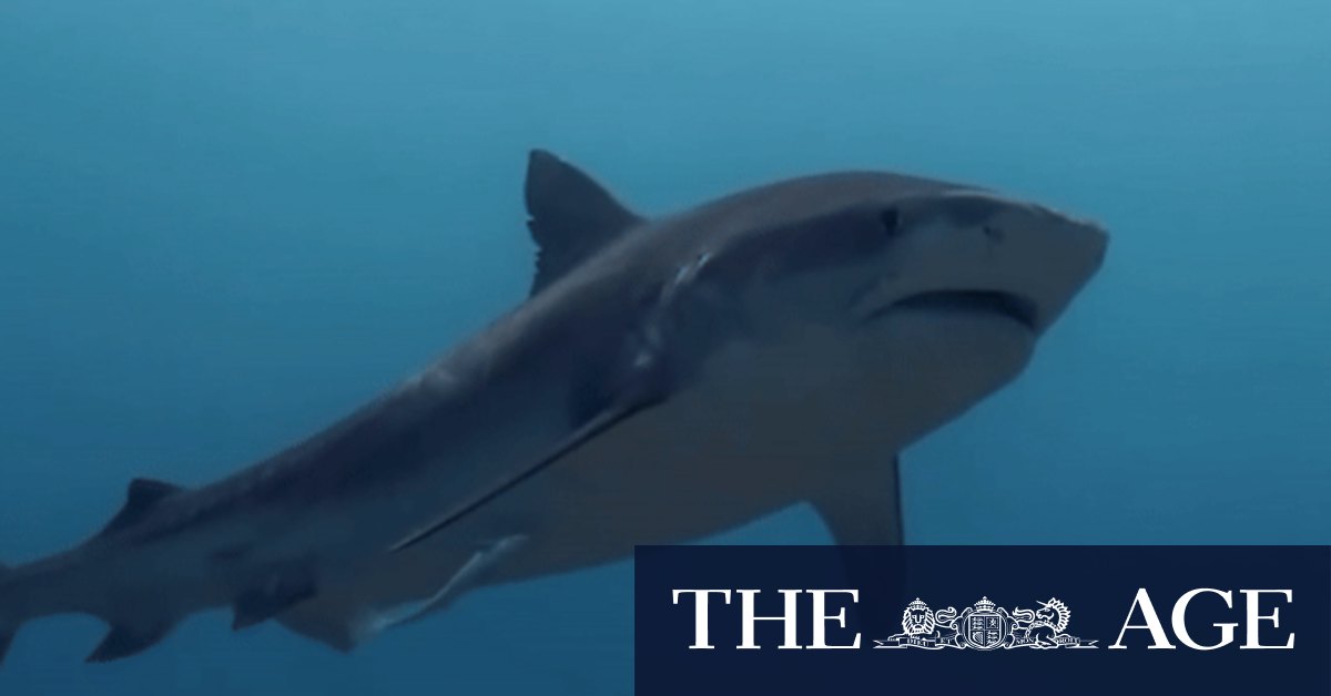 Shark attacks in Australia most prevalent in the world. Why? - Vimarsana News