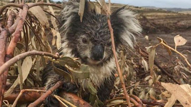 A koala injured in a logged blue gum plantation at Cape Bridgewater, near Portland. The animal was later put down after being found to have a broken arm. 