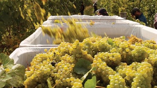The ACCC is pushing for better payment terms for wine grape growers.