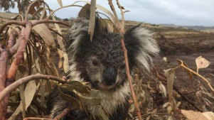 An injured koala at Cape Bridgewater.