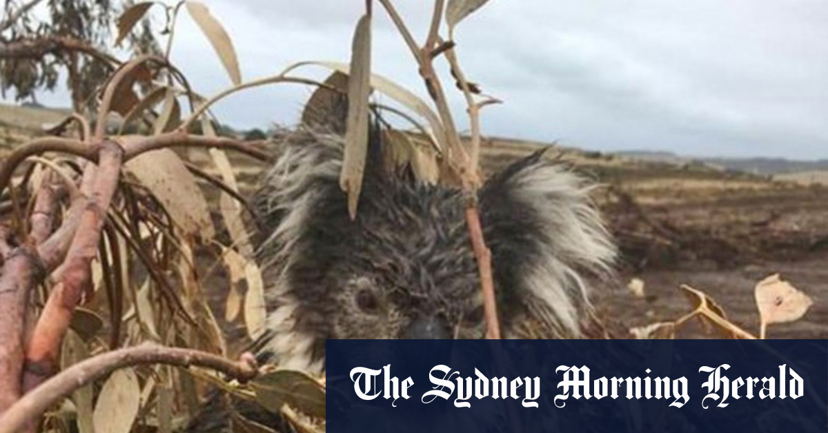 Outdated Victorian environment laws failing wildlife: report - Vimarsana News