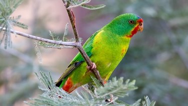 The critically endangered swift parrot.