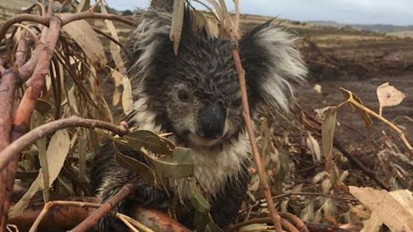 A koala injured in the logged blue gum plantation at Cape Bridgewater. The animal was later put down after being found to have a broken arm. 