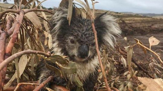 A koala injured in the logged blue gum plantation at Cape Bridgewater. The animal was later euthanised after being found to have a broken arm. 