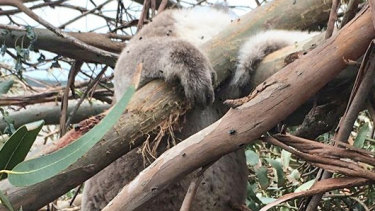 A koala pictured at the plantation.