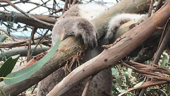 A koala pictured at the plantation.