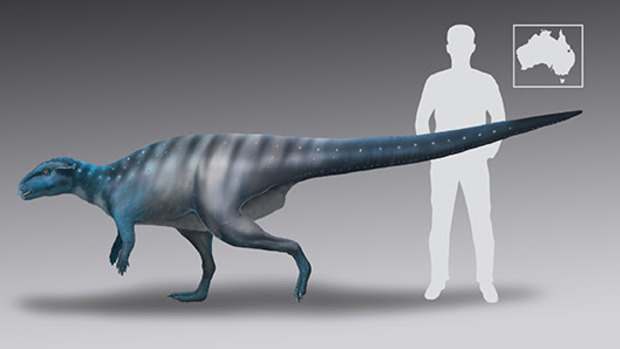 A reconstruction of the probable size and shape of the dinosaur which made one set of footprints on the roof of a Queensland cave 200 million years ago.