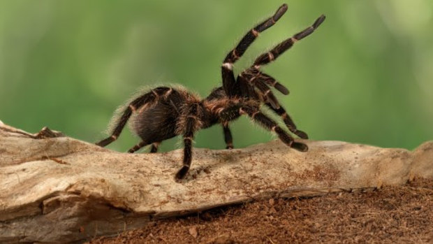Venom from the Chinese bird eating spider, a type of tarantula, is being developed as a potential alternative to opioid painkillers.