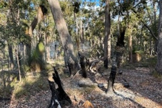 Multiple grass trees that were set alight.
