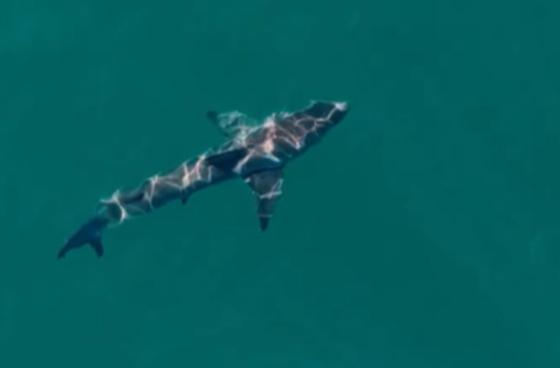 Stephen Dennehy saw a shark on his drone in the water at Coogee Beach after the attack.