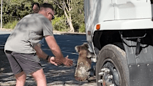 Queensland bloke carries stranded koala to safety