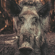 A feral pig and NSW Premier Chris Minns.