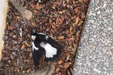 Magpies have been found dead in Yeerongpilly.