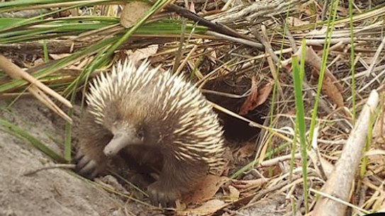 A family of foxes watches a burrow as a female echidna hides her young inside, eventually making off with the baby. 