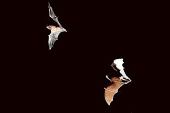 In 2013, in the province of Yunnan, about 2000 kilometres west of Wuhan, a horseshoe bat was caught in a trap. 