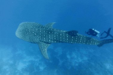 Swimming with the speckled giants of Triton Bay, Indonesia