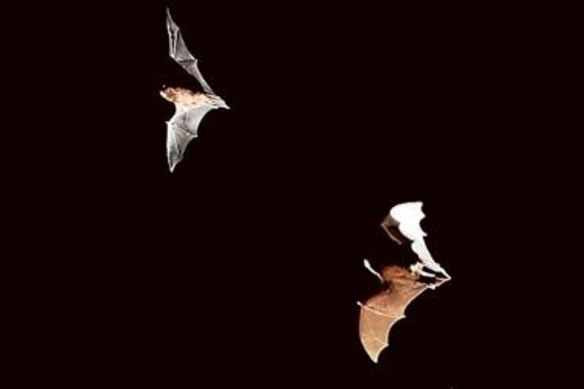 In 2013, in the province of Yunnan, about 2000 kilometres west of Wuhan, a horseshoe bat was caught in a trap. 