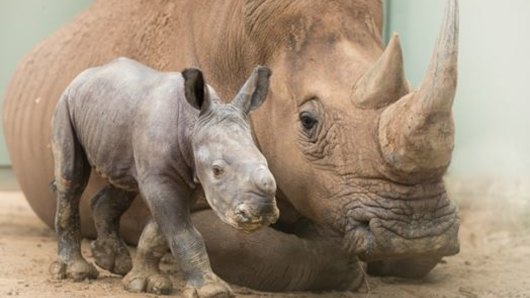 Carrie is a new arrival at Australia Zoo as part of the Save the Rhino project.