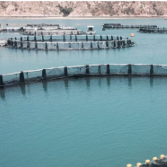 The existing Cone Bay operation.