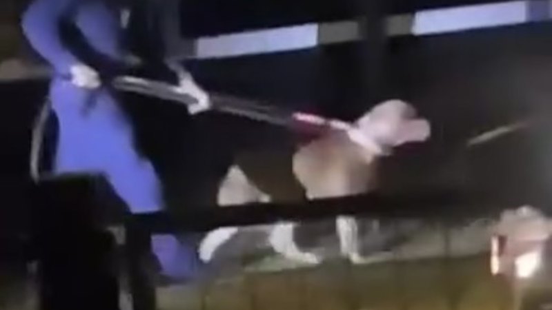 ‘Horrific attack’: Man seriously injured after being mauled by two dogs