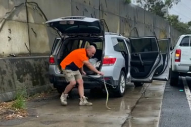 Tim Nanninga removes the snake from the woman’s car on the Monash Freeway.