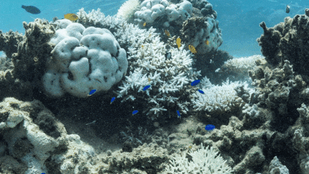 Photos from coral bleaching along the Ningaloo coast in February. 