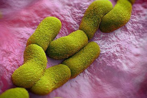 3D rendering of Yersinia pestis bacterium (Peddalanka Ramesh Babu/iStock)