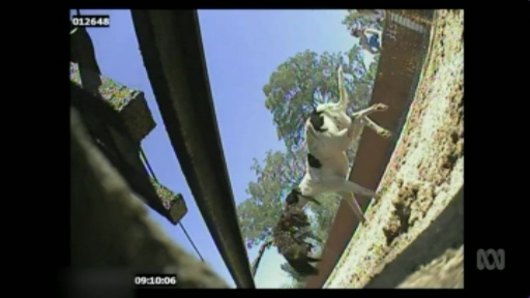 A still from the ABC Four Corners program exposing live baiting practices in the greyhound racing industry.