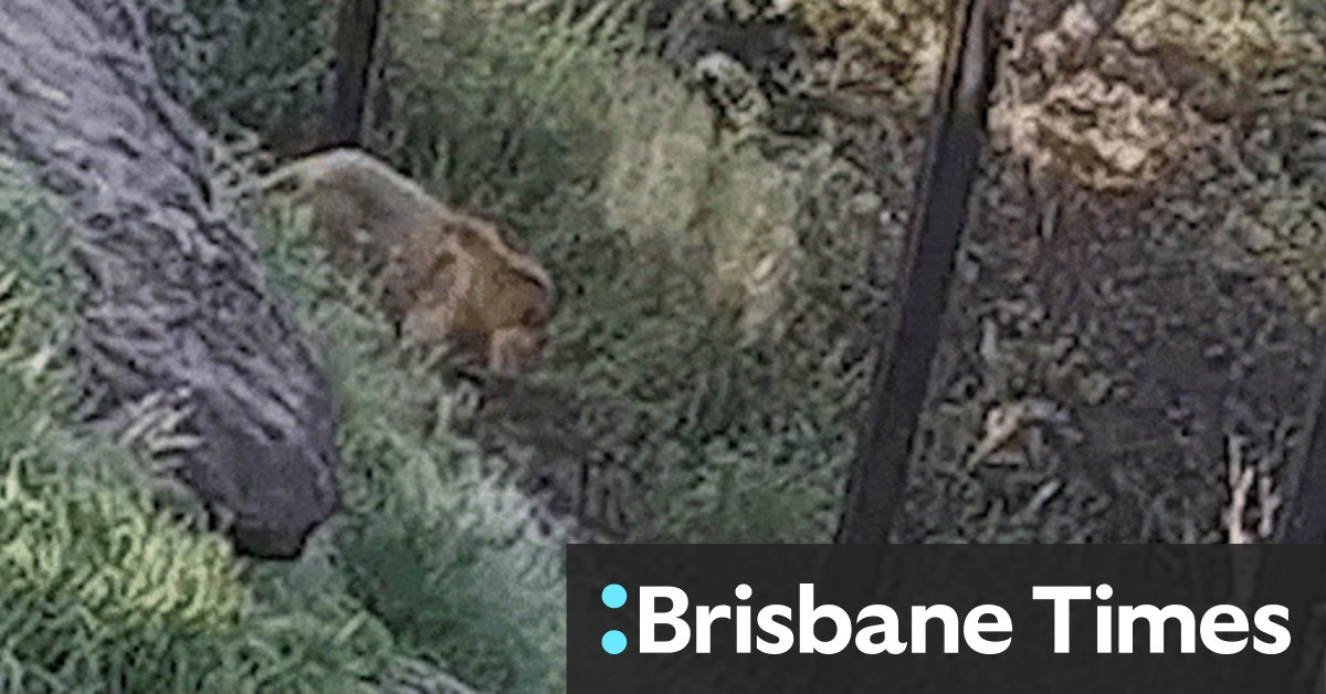 Taronga Zoo CCTV footage reveals particulars of lion escape tictok.casa