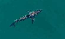 Stephen Dennehy from One Shot Creative saw a shark on his drone in the water at Coogee Beach after the attack.