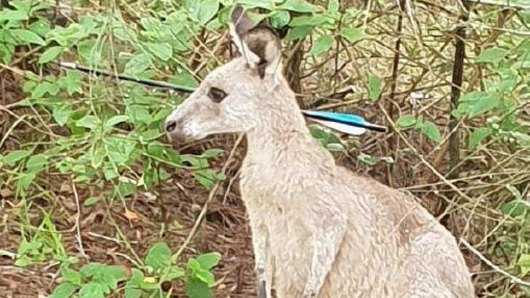 A kangaroo with crossbow bolt through its head was spotted on the grounds of Morisset Hospital.