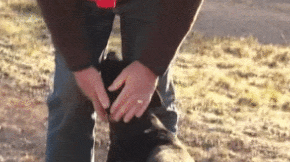 Barnaby Joyce patting his dog, Stella, on Wednesday morning’s Today show appearance.