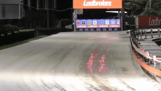 A greyhound called Self Sink has a horrific accident at Wentworth Park, Sydney in May. It was euthanised shortly afterwards.