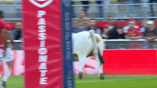 Catalans Dragons players run for cover after a bull breaks loose before their game against St Helens.