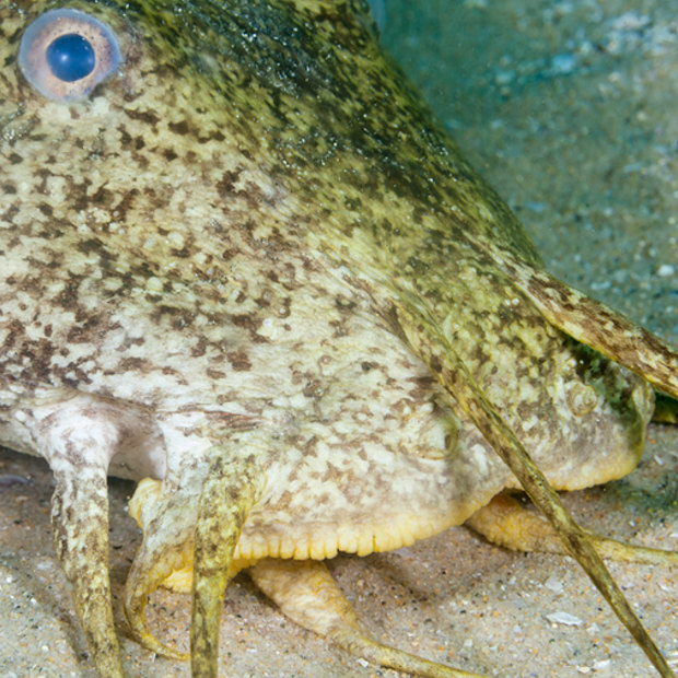 The face of a cobbler fish. Apart from camouflage, its only defence is poisonous spines.